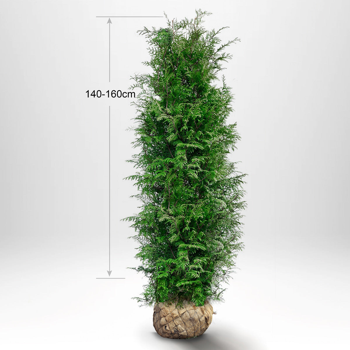 Thuja Brabant 140-160 cm, RB, Landskapskvalitet